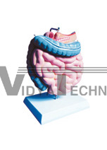 The model of colon,jejunum,ileum